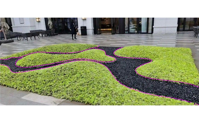 金葉佛甲草應(yīng)用場景照片