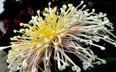 訪菊花基地，尋菊花產(chǎn)業(yè)的發(fā)展之路