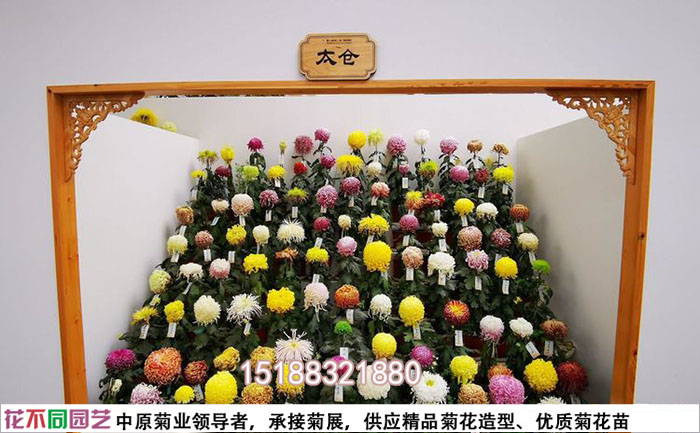 開封菊花基地里的獨(dú)本菊展臺