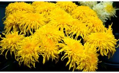 揭秘開封菊花基地：培育優(yōu)質(zhì)菊花的技巧