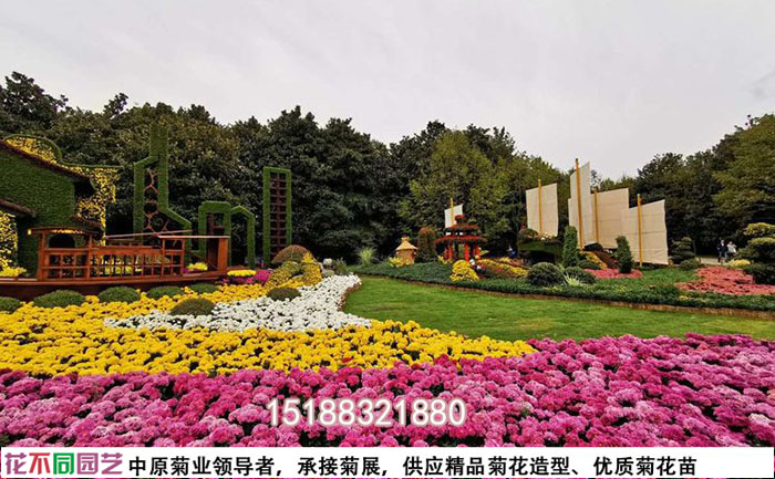 開(kāi)封菊花基地花海照片