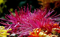 揭秘開封盆栽菊花基地：暢銷品種全知道