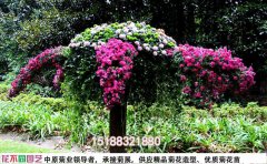 獨具匠心的菊花造型藝術(shù)