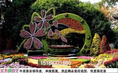 菊花展現(xiàn)場(chǎng)施工的精心布局與細(xì)節(jié)把控