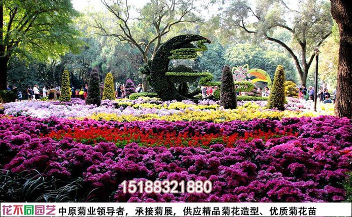 菊花布景搭建現(xiàn)場(chǎng)實(shí)拍圖