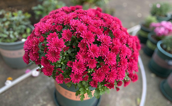 國(guó)慶菊種苗-國(guó)慶紅