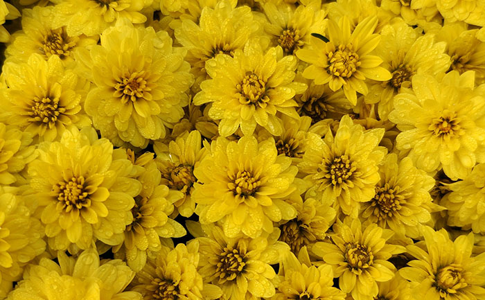 國(guó)慶菊種苗-國(guó)慶黃