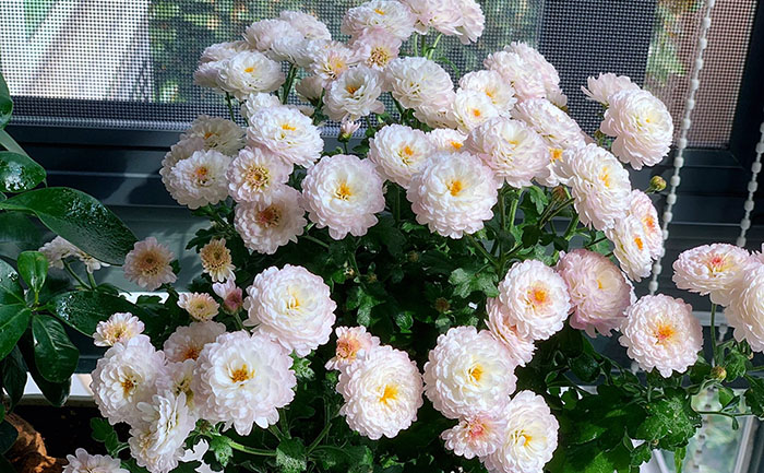 國(guó)慶菊種苗-國(guó)慶白