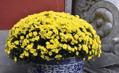 國慶菊盆栽專用矮化種苗批發(fā)