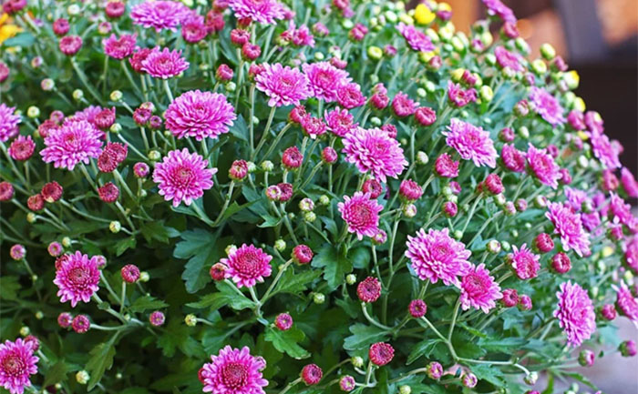 國慶菊種苗與球菊種苗對(duì)比圖