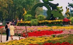 山東國慶菊種苗基地直供