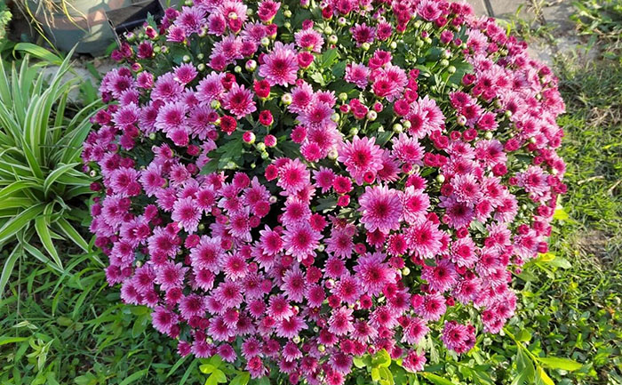 國(guó)慶菊種苗移栽示例