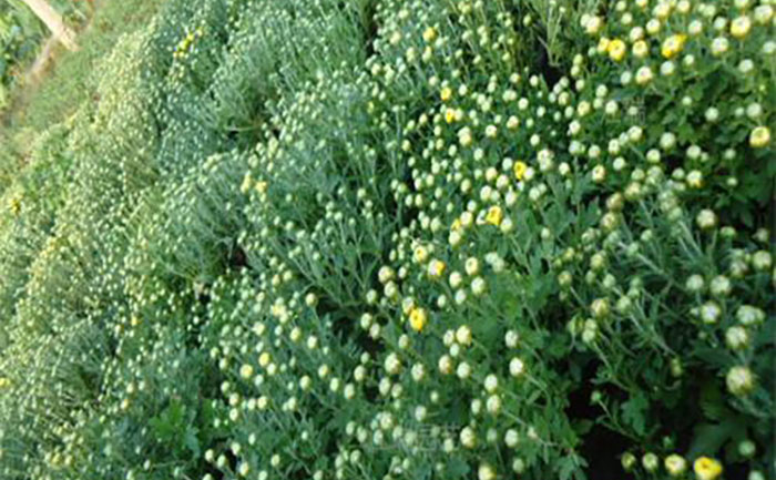 無(wú)土栽培培育出來(lái)的國(guó)慶菊種苗