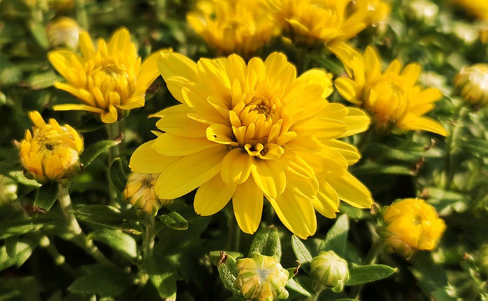 國慶菊種苗光照調(diào)控技術(shù)示意圖