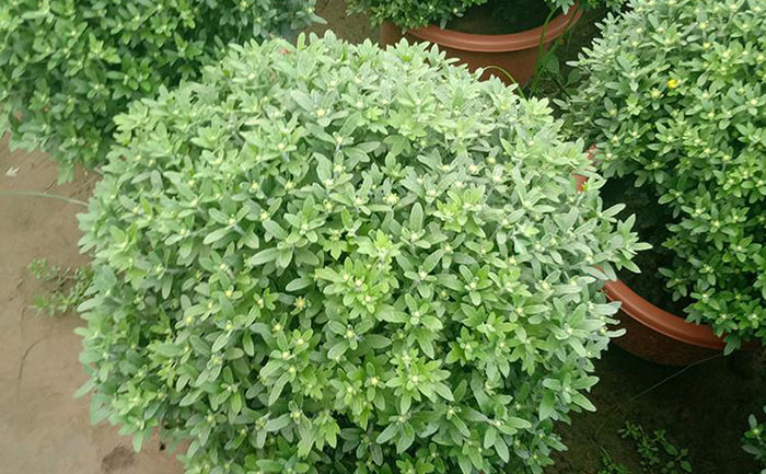 國慶菊溫度管理設備操作實拍圖