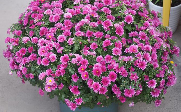 國慶菊不同生長階段施肥方案對比圖表