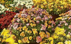 國慶菊種苗花期調控技術全解析
