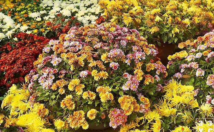 國慶菊盛花期效果展示圖
