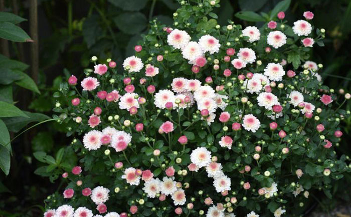 國慶菊花期延遲癥狀對比圖