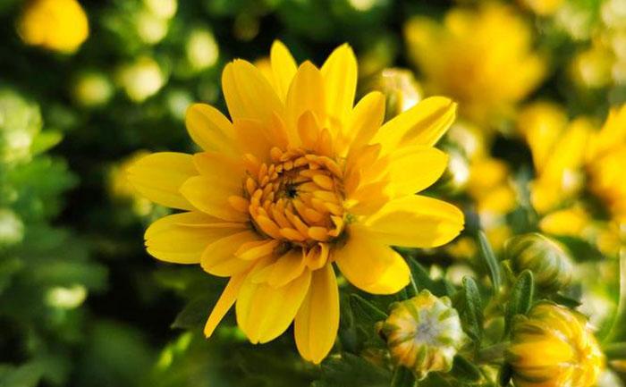 智能溫室環(huán)境調(diào)控系統(tǒng)界面