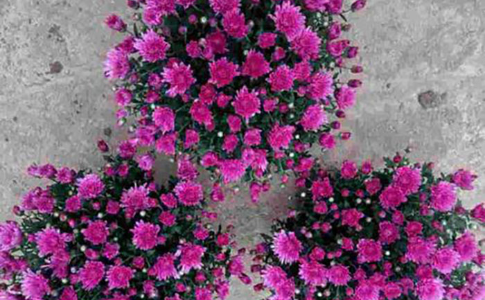 夏季溫室降溫系統(tǒng)運行實拍