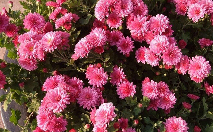 海南反季節(jié)種植基地全景照片