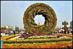 國慶菊帶蕾扦插技術全解析 - 7步實現(xiàn)高效育苗