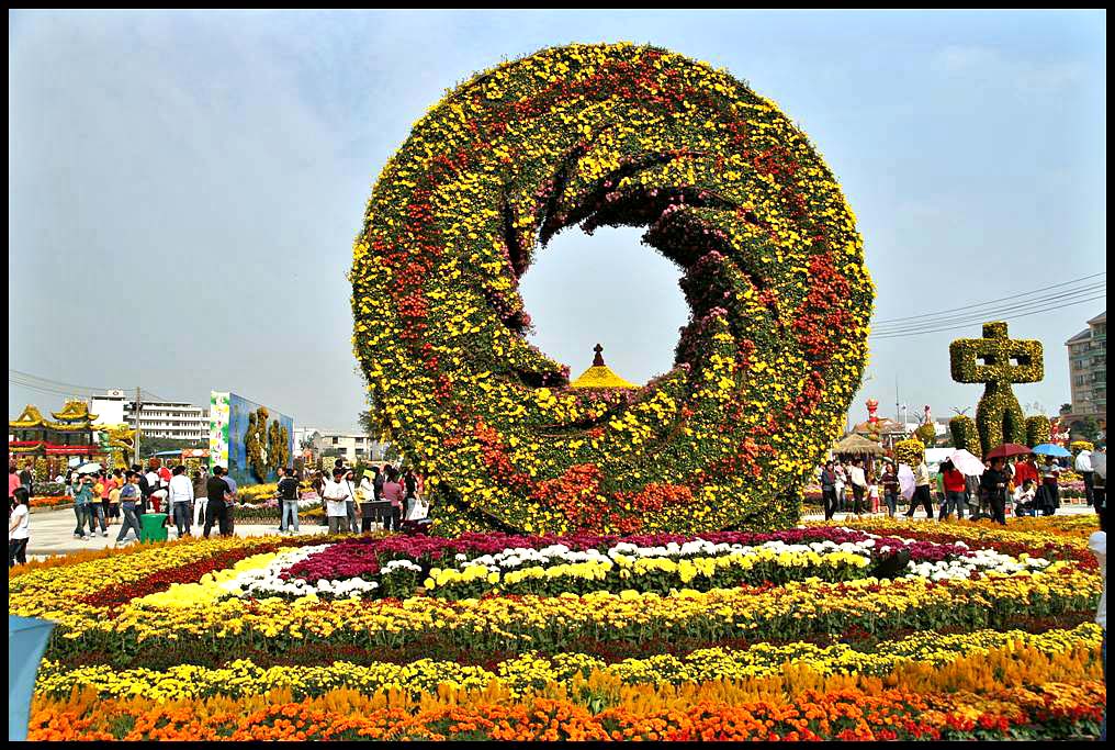 國慶菊帶蕾扦插苗展示圖
