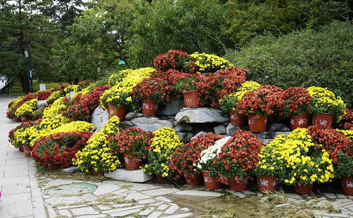 國(guó)慶菊種苗基地實(shí)拍圖