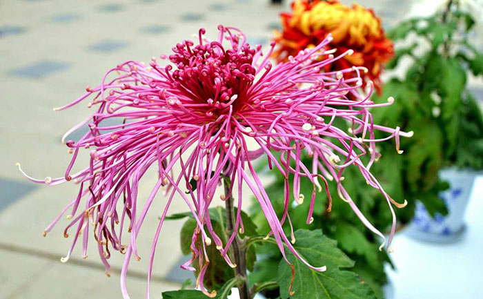 九月菊種植技術(shù)示范圖