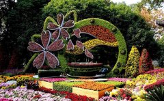 開(kāi)封觀賞菊種苗基地：專業(yè)培育優(yōu)質(zhì)菊苗