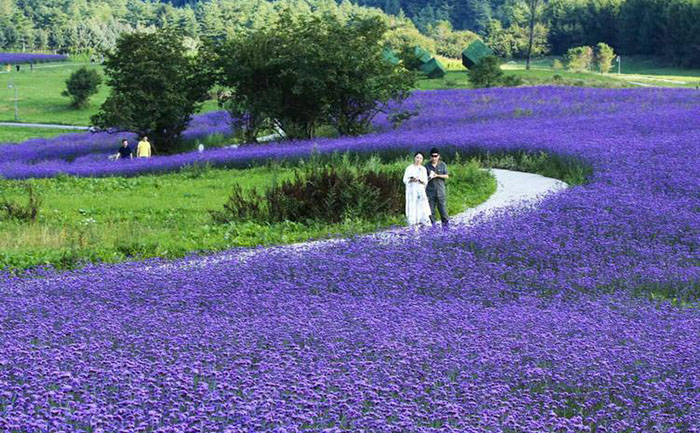 九月菊溫室培育場(chǎng)景