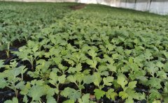 盆栽九月菊種苗管理技巧：從選苗到開(kāi)花的全程