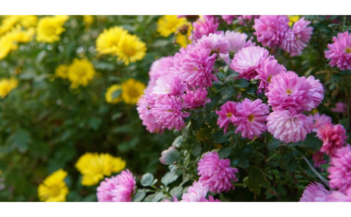 盆栽九月菊養(yǎng)護(hù)示范