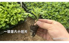 九月菊種苗病蟲(chóng)害防治方法詳解