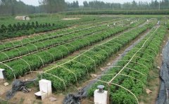 九月菊種苗開(kāi)花期調(diào)控技巧