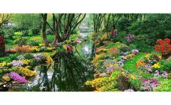 河南九月菊種苗基地批發(fā) | 專業(yè)育苗 | 優(yōu)質(zhì)品種