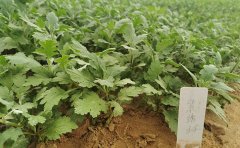 九月菊種苗栽培方法_種植技巧_病蟲(chóng)害防治指南