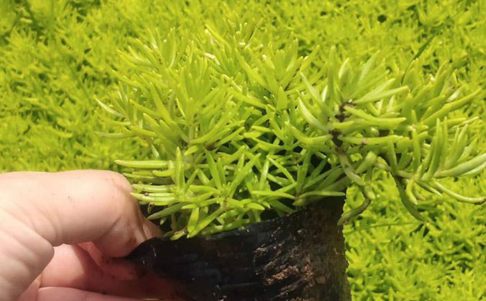 36個城市佛甲草到貨價對比與運費計算公式圖解