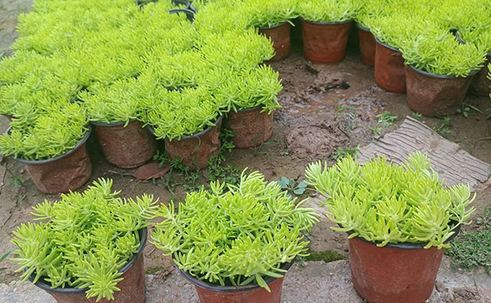 近十年佛甲草價格波動曲線與淡旺季采購建議