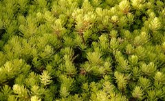 佛甲草工程苗大量供應(yīng)｜專業(yè)種苗基地全國發(fā)貨