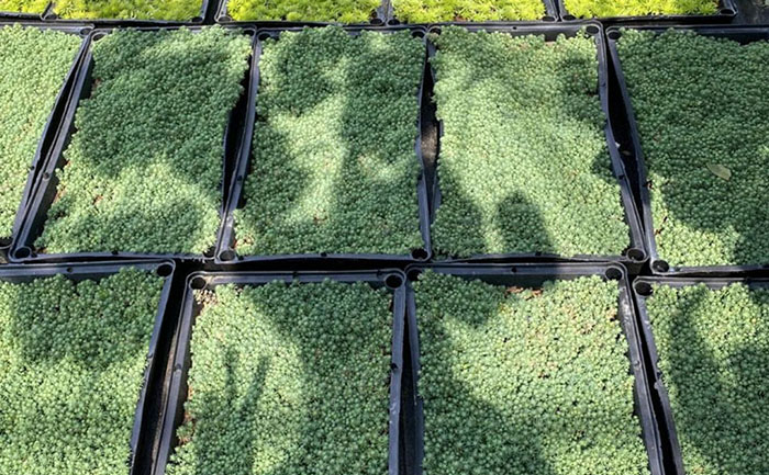 佛甲草護坡工程實景案例