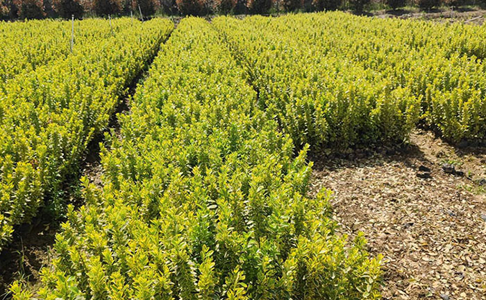 佛甲草種植基地航拍實景展示規(guī)?；a(chǎn)區(qū)