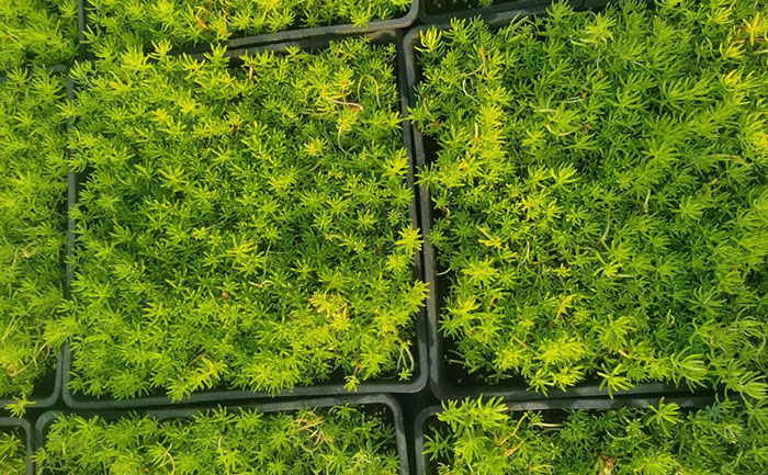 佛甲草常見病害癥狀對比圖譜與病原體顯微照片