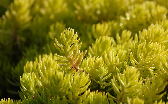 佛甲草干旱環(huán)境存活對(duì)比