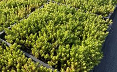 佛甲草小區(qū)綠化低成本方案｜每平米45元社區(qū)景觀